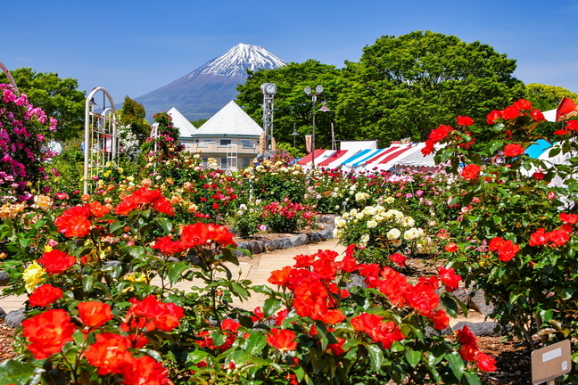 apparefuji2025h.jpg