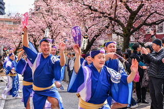 atamizakura05.jpg
