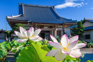daitsuji_hasu202008c.jpg