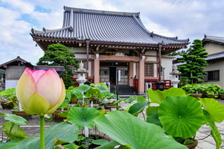 daitsuji_hasukaika2020b.jpg