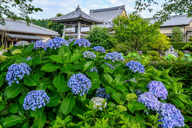 daitsuji_hasukaika2020i.jpg
