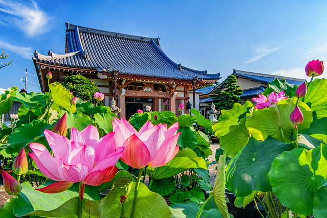 daitsuuji_hasu2021a.jpg