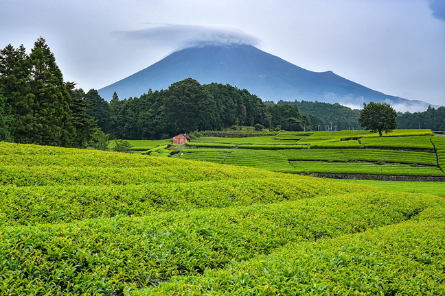 ewmtfuji_pre17.jpg