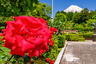 fuji_bara202005n.jpg