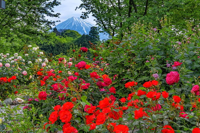fuji_bara202005r.jpg