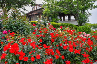 fuji_bara202005t.jpg