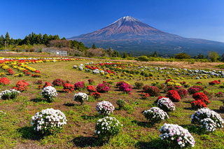 fuji_bosagiku2019c.jpg