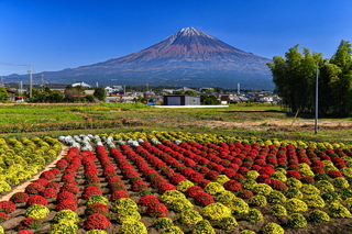 fuji_bosagiku2019e.jpg
