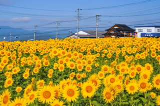 fuji_himawari2023b.jpg
