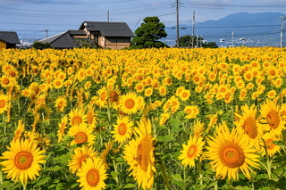 fuji_himawari2023c.jpg