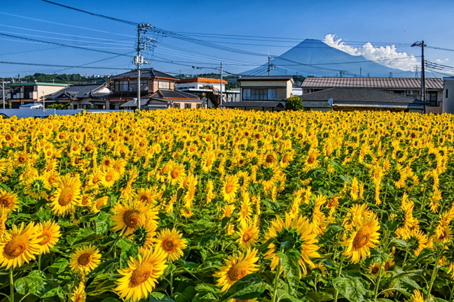 fuji_himawari2023d.jpg