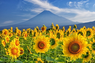 fuji_himawari2023l.jpg