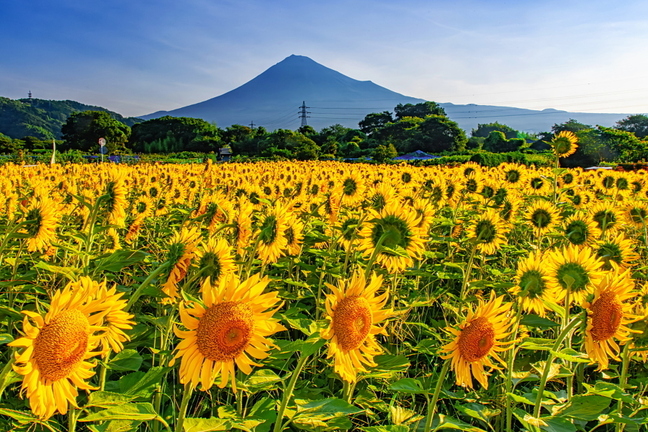 fuji_himawari2023m.jpg