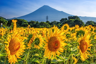fuji_himawari2023n.jpg