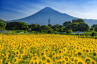 fuji_himawari2023o.jpg