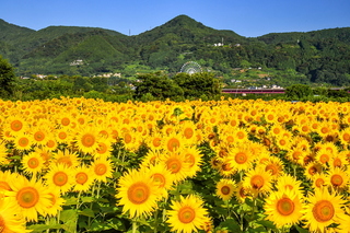 fuji_himawari2023p.jpg