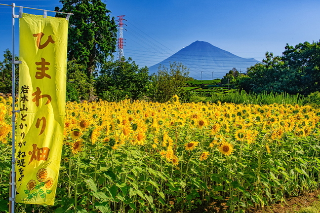 fuji_himawari2023r.jpg