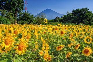 fuji_himawari2023s.jpg