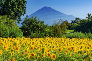 fuji_himawari2023t.jpg