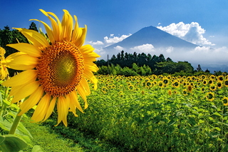 fuji_himawari2023x.jpg
