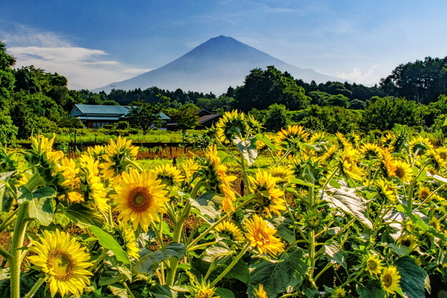 fuji_himawari2024a.jpg