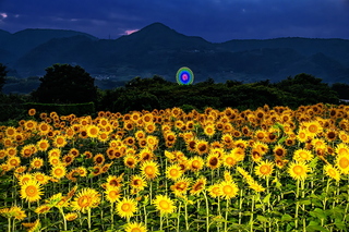 fuji_himawari2024aa.jpg