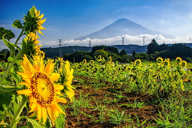 fuji_himawari2024ac.jpg