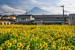 fuji_himawari2024c.jpg