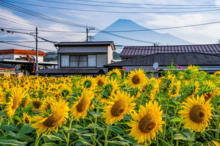 fuji_himawari2024d.jpg