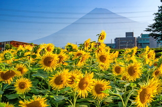 fuji_himawari2024g.jpg