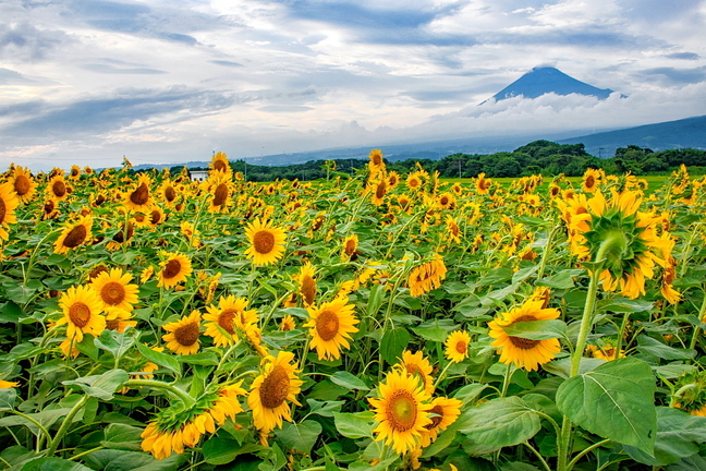 fuji_himawari2024h.jpg