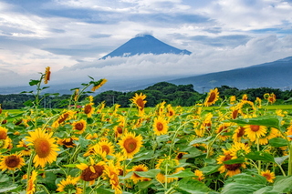 fuji_himawari2024i.jpg