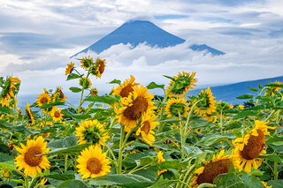 fuji_himawari2024j.jpg