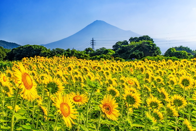 fuji_himawari2024k.jpg