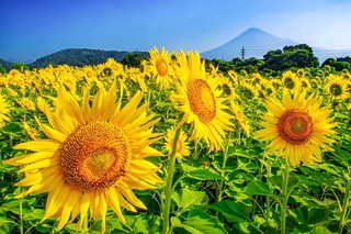 fuji_himawari2024l.jpg