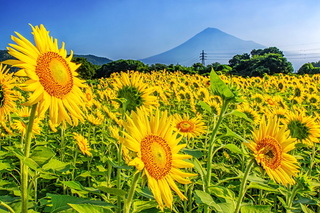 fuji_himawari2024m.jpg