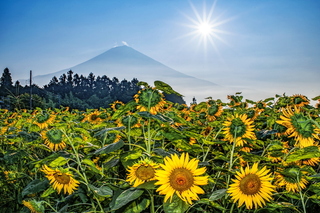 fuji_himawari2024t.jpg