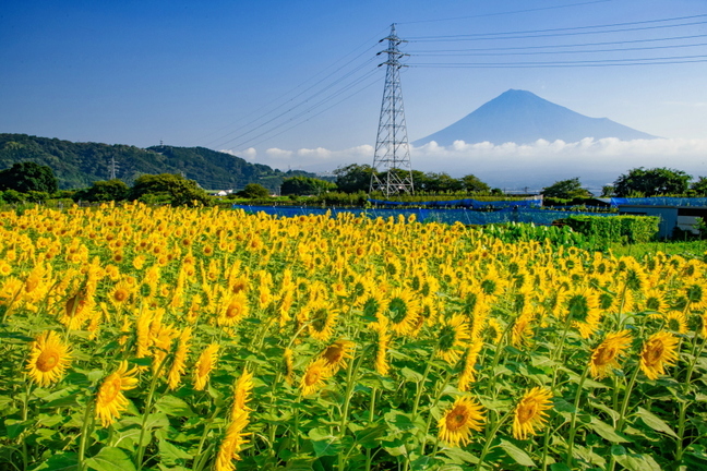 fuji_himawari2024x.jpg