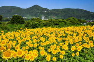 fuji_himawari2024y.jpg