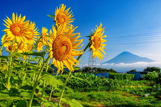 fuji_himawari2024z.jpg