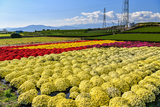 fuji_kikka2021r.jpg