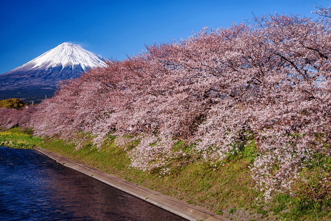 fuji_sakura201901a.jpg