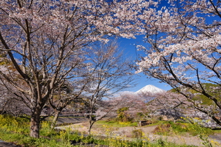fuji_sakura201901aa.jpg