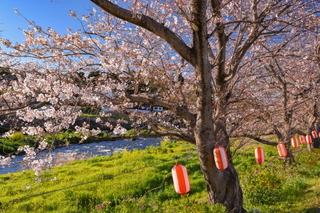 fuji_sakura201901c.jpg