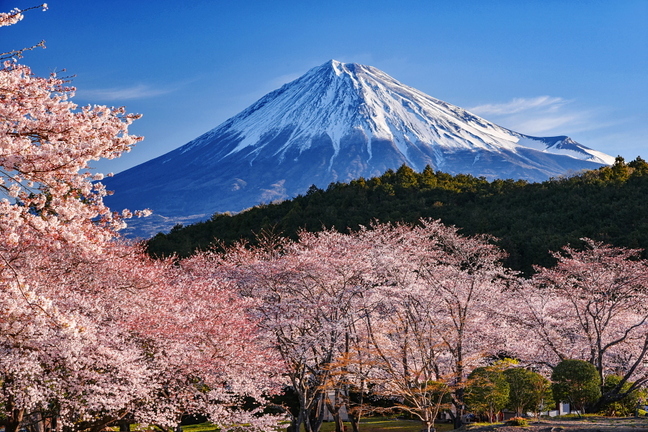 fuji_sakura201901d.jpg