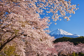 fuji_sakura201901e.jpg