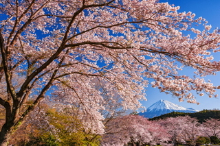 fuji_sakura201901f.jpg