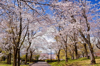 fuji_sakura201901h.jpg