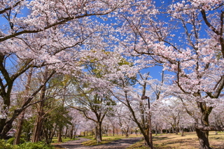 fuji_sakura201901i.jpg