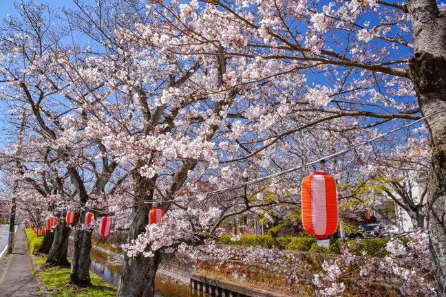 fuji_sakura201901j.jpg